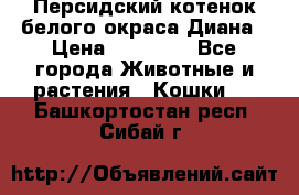 Персидский котенок белого окраса Диана › Цена ­ 40 000 - Все города Животные и растения » Кошки   . Башкортостан респ.,Сибай г.